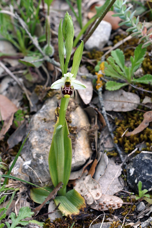 Ophrys annae / Ofride di Anna